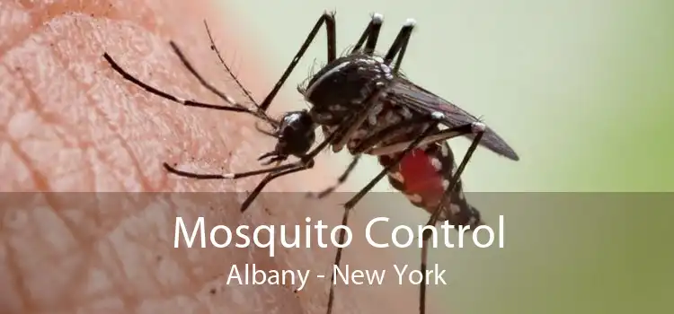Mosquito Control Albany - New York