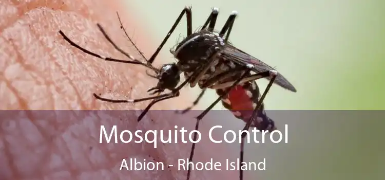 Mosquito Control Albion - Rhode Island