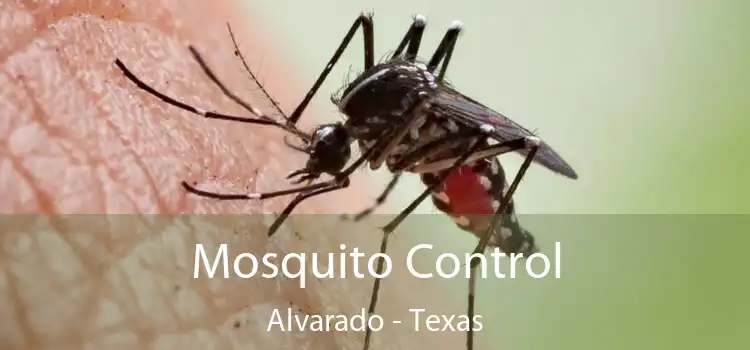 Mosquito Control Alvarado - Texas