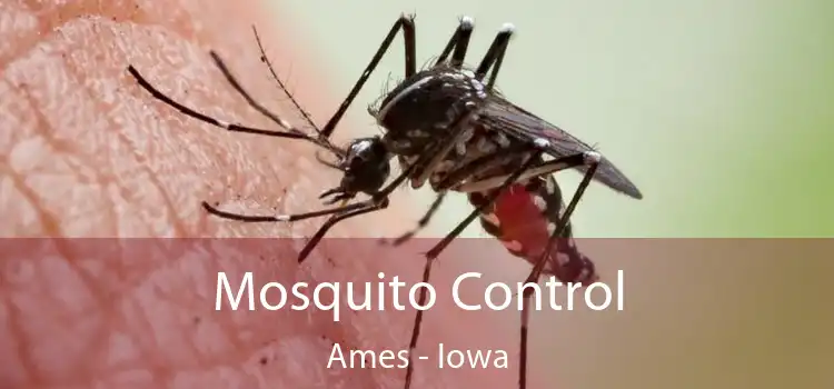 Mosquito Control Ames - Iowa