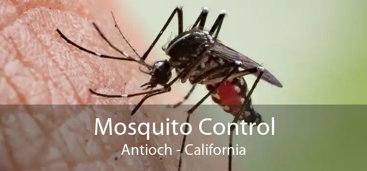 Mosquito Control Antioch - California