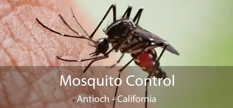 Mosquito Control Antioch - California