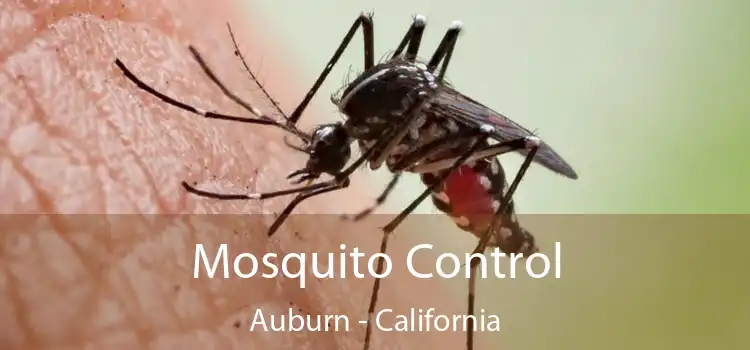 Mosquito Control Auburn - California