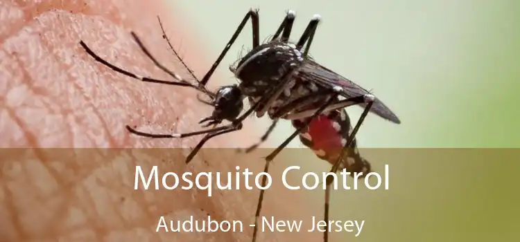 Mosquito Control Audubon - New Jersey