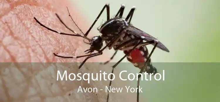 Mosquito Control Avon - New York