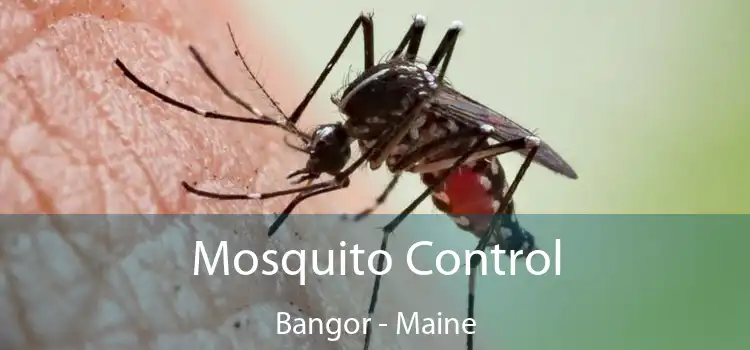 Mosquito Control Bangor - Maine