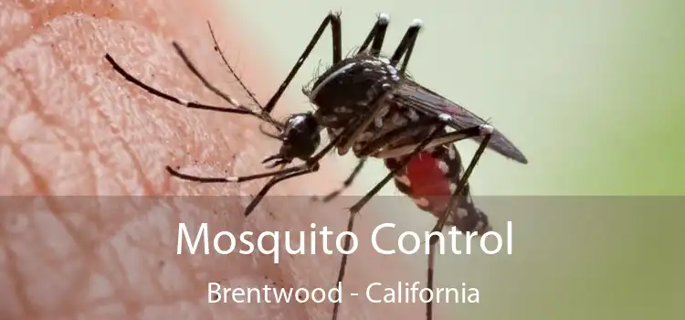 Mosquito Control Brentwood - California