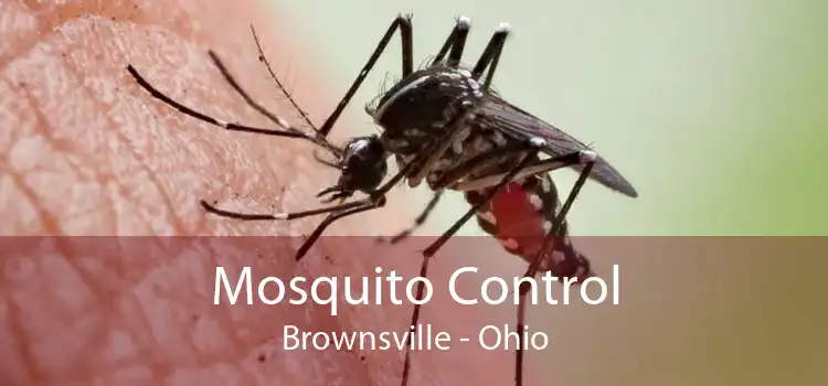 Mosquito Control Brownsville - Ohio