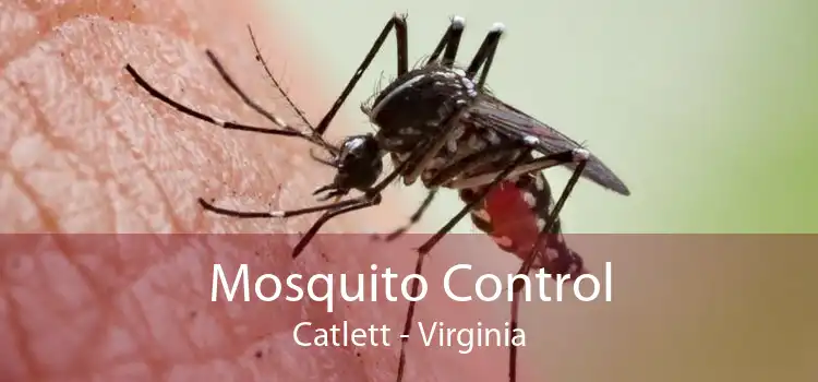 Mosquito Control Catlett - Virginia