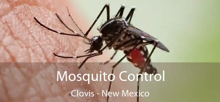 Mosquito Control Clovis - New Mexico