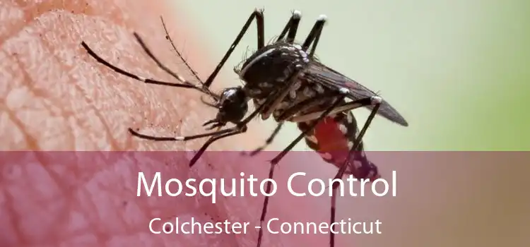 Mosquito Control Colchester - Connecticut