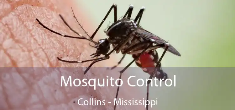 Mosquito Control Collins - Mississippi