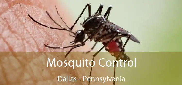 Mosquito Control Dallas - Pennsylvania