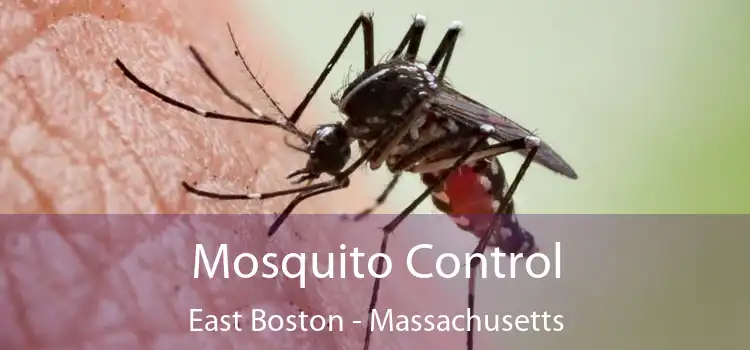 Mosquito Control East Boston - Massachusetts