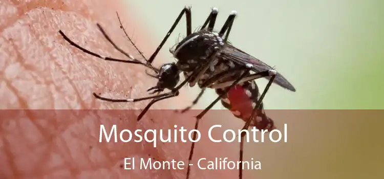 Mosquito Control El Monte - California