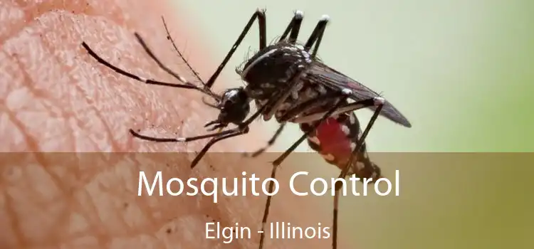 Mosquito Control Elgin - Illinois