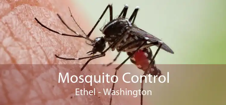 Mosquito Control Ethel - Washington
