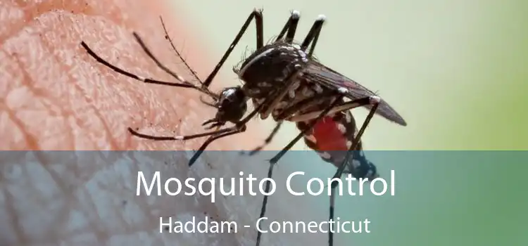 Mosquito Control Haddam - Connecticut