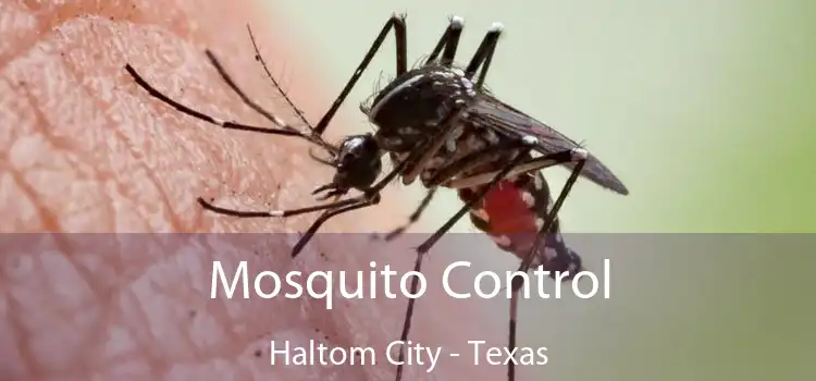 Mosquito Control Haltom City - Texas