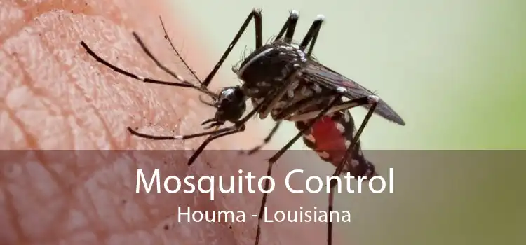 Mosquito Control Houma - Louisiana