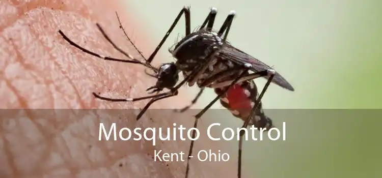 Mosquito Control Kent - Ohio