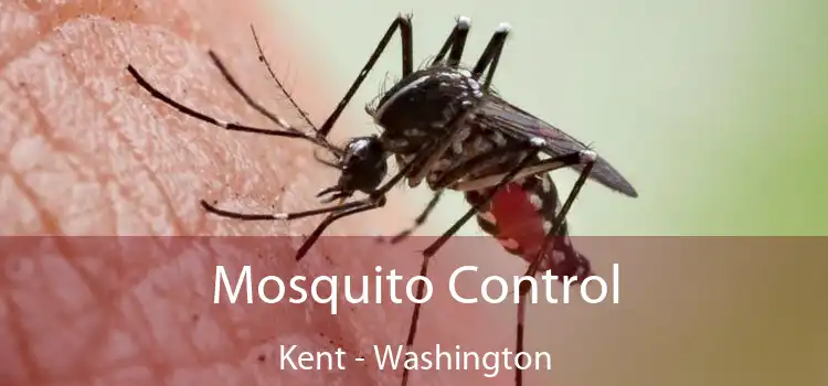 Mosquito Control Kent - Washington