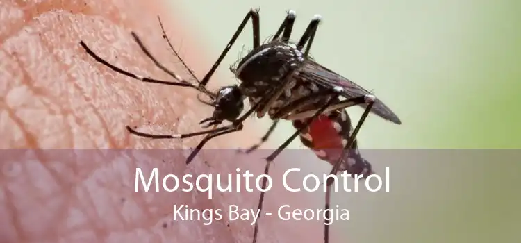Mosquito Control Kings Bay - Georgia