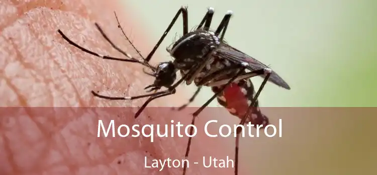 Mosquito Control Layton - Utah