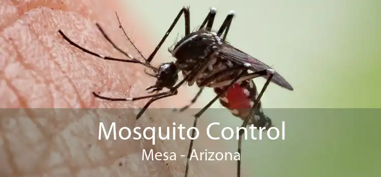 Mosquito Control Mesa - Arizona