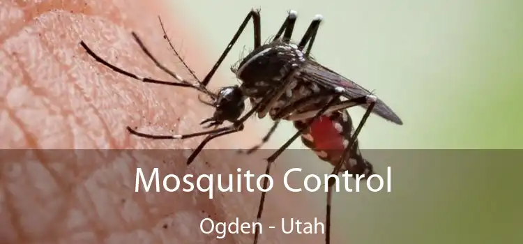 Mosquito Control Ogden - Utah