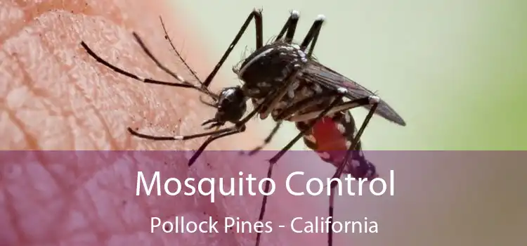 Mosquito Control Pollock Pines - California
