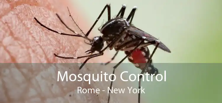 Mosquito Control Rome - New York