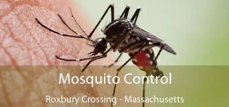 Mosquito Control Roxbury Crossing - Massachusetts