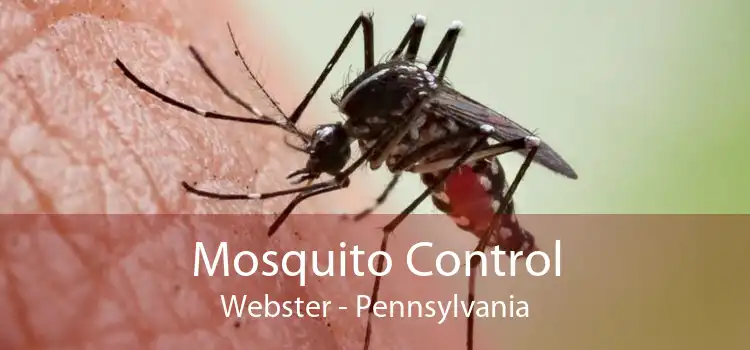 Mosquito Control Webster - Pennsylvania