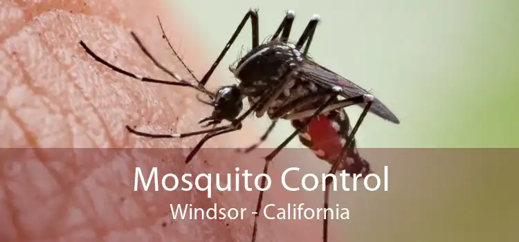 Mosquito Control Windsor - California