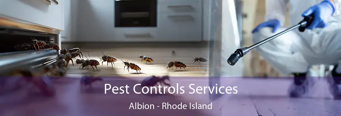 Pest Controls Services Albion - Rhode Island