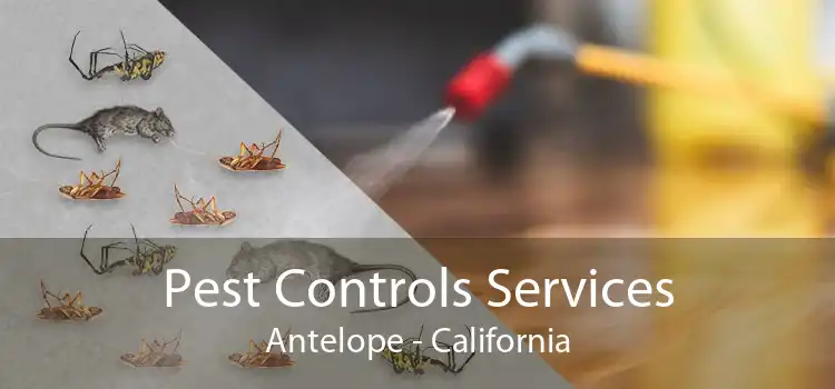 Pest Controls Services Antelope - California