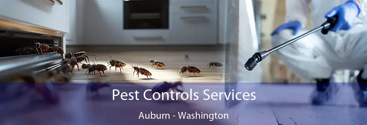 Pest Controls Services Auburn - Washington