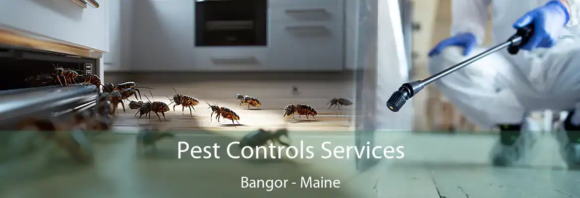 Pest Controls Services Bangor - Maine