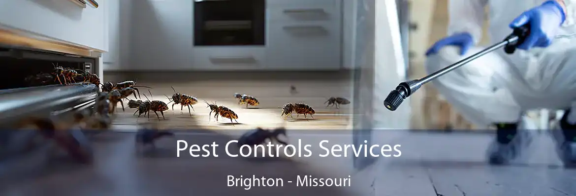 Pest Controls Services Brighton - Missouri