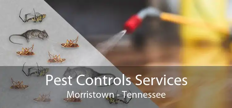 Pest Controls Services Morristown - Tennessee