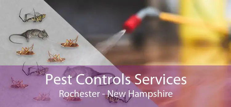 Pest Controls Services Rochester - New Hampshire