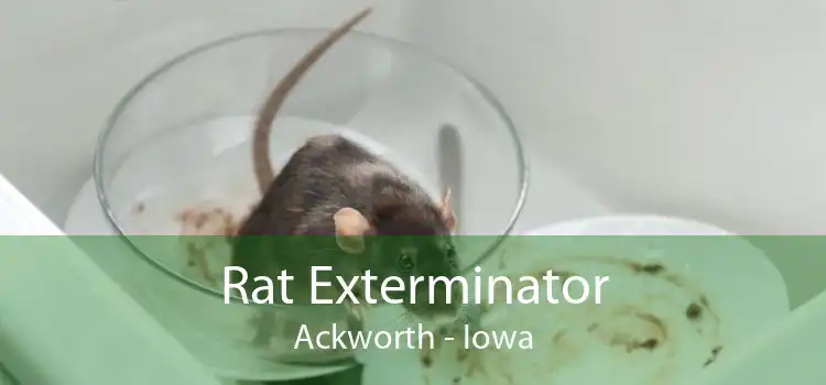 Rat Exterminator Ackworth - Iowa