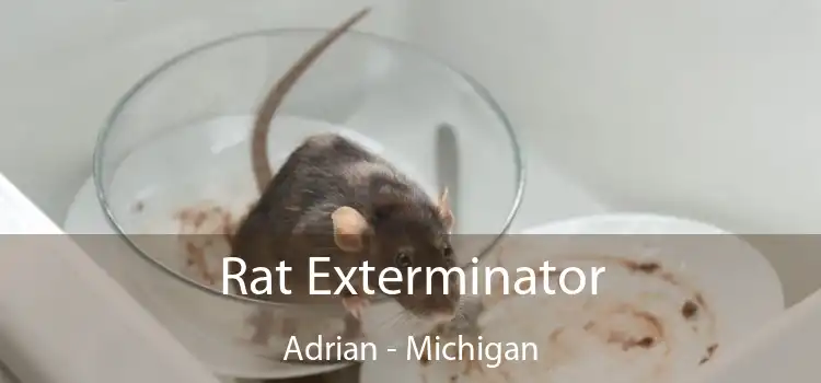 Rat Exterminator Adrian - Michigan