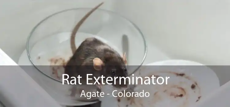 Rat Exterminator Agate - Colorado
