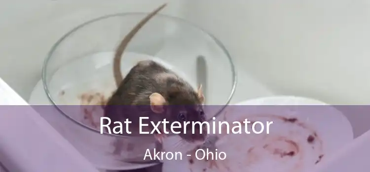 Rat Exterminator Akron - Ohio