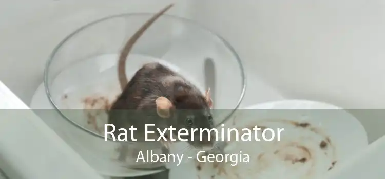 Rat Exterminator Albany - Georgia