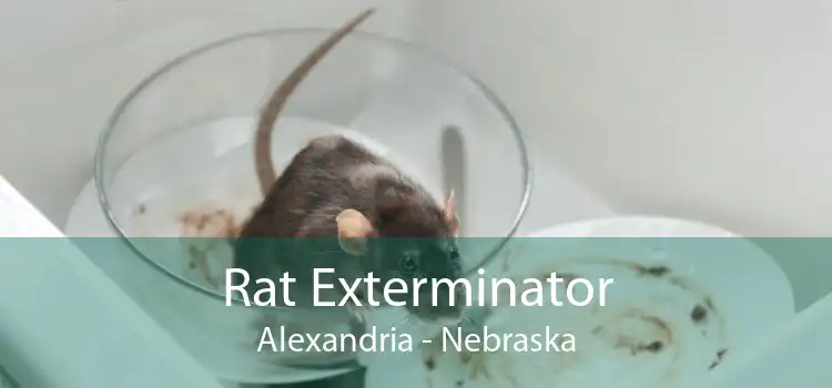 Rat Exterminator Alexandria - Nebraska