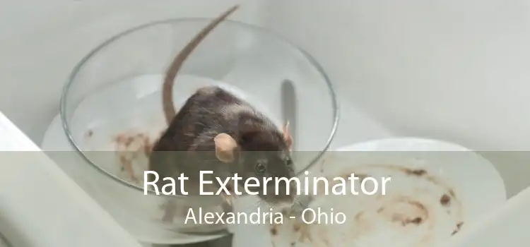 Rat Exterminator Alexandria - Ohio