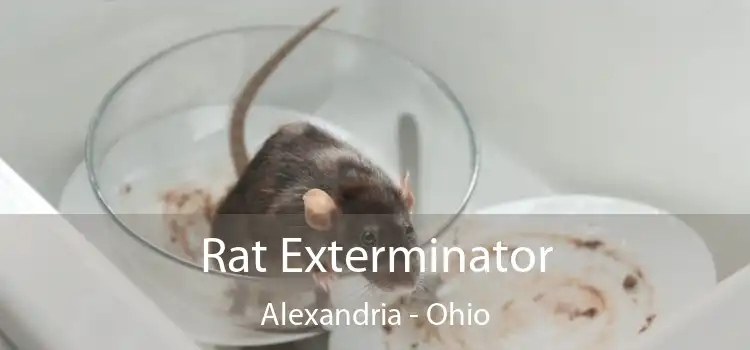 Rat Exterminator Alexandria - Ohio